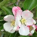 Springtime in my garden ... as of Apr 14, 2017 ... ready for the bees to arrive.