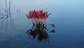 Halocnemum strobilaceum. Prokopos Lagoon, Western Achaia, Greece.