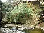 Uchi River Rock Carvings