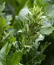 Bud