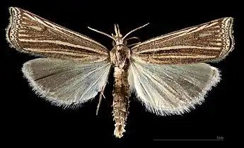♂