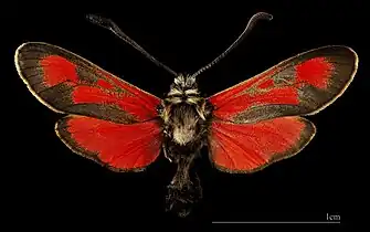 ♀