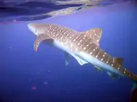 Image 58A whale shark near of the Island of Útila in Honduras (from Flora and fauna of Honduras)