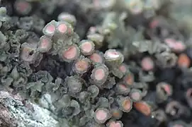 Leptogium phyllocarpum
