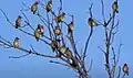 Bombycilla cedrorum Cedar Waxwing. Camden State Park, MN. 20160531.