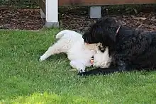 Image 24A labradoodle puppy and a Golden Retriever puppy playing together. (from Puppy)