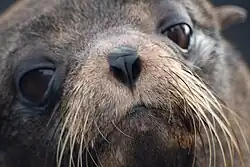 Image 35A Galápagos fur seal on Santiago Island (from Galápagos Islands)