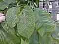 Foliage of same matching Kew's 1880 'Superba'