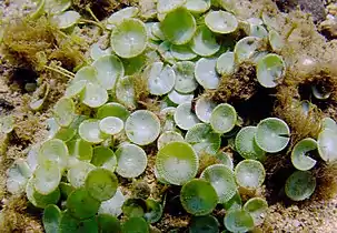 The unicellular mermaid's wineglass are mushroom-shaped algae that grow up to 10&nbsp;cm high.