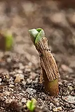 2-day seedling with seed husk 15&nbsp;mm (0.59&nbsp;in), Chennai.