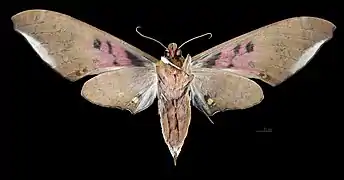 Female ventral
