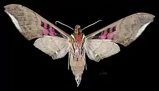 Male ventral