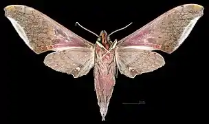 Male ventral