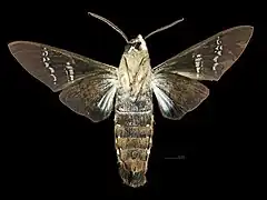 Male ventral