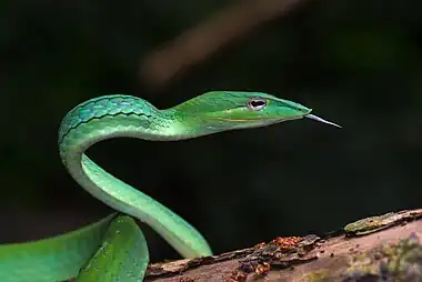 Image 25Ahaetulla prasinaAsian vine snake Ahaetulla prasina. This snake has a wide distribution in Asia. It feeds on small reptiles and amphibians, particularly lizards and tree frogs. Adults may attain 1.8 m (6 feet) in total length, with a tail 0.6 m (2 feet) long. Its appearance is very much like those of South American vine snakes. It is a rear-fanged species and is mildly venomous but is not considered a threat to humans.More selected pictures