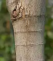 Trunk in  Hyderabad, India.