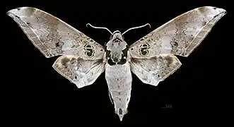 Male, dorsal view
