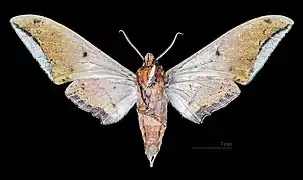 Male ventral view