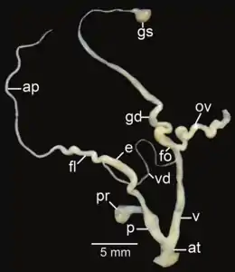 Amphidromus syndromoideus; ap&nbsp;– appendix; at&nbsp;– atrium; e&nbsp;– epiphallus; fl&nbsp;– flagellum; fo&nbsp;– free oviduct; gd&nbsp;– gametolytic duct; gs&nbsp;– gametolytic sac; ov&nbsp;– oviduct; p&nbsp;– penis; pr&nbsp;– penial retractor muscle; v&nbsp;– vagina; vd&nbsp;– vas deferens