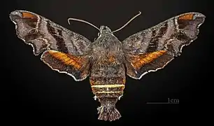 Female
