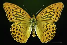 Male