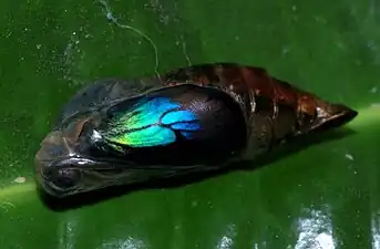 Chrysalis (final stage)