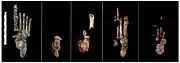 (1)&nbsp;adult right foot, (2)&nbsp;juvenile left, (3,4)&nbsp;adult left, (5)&nbsp;juvenile right