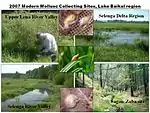 Collection of modern molluscs in the Baikal region