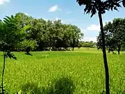 Beauty of nature
