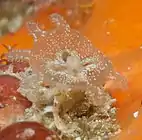 Lipkea spp.
