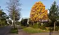 The Ressensestraat during autumn