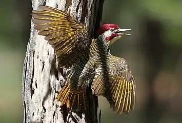 Yellow remige and rectrice shafts in C. bennettii (male)
