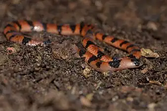 Head