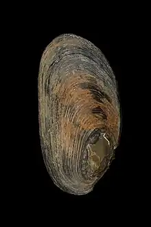 Echyridella onekaka