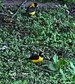 Male at Bhandak Thaatch (8500&nbsp;ft) in Kullu-Manali District of Himachal Pradesh, India