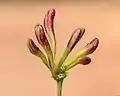 flower buds.