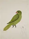 Blue-backed parrot (Tanygnathus everetti)