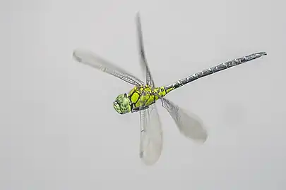 male