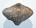 The Carboniferous brachiopod Neospirifer condor from Bolivia. The specimen is 7&nbsp;cm across.