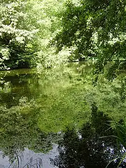 Image 16Credit: O1iveBrockhill Country Park is dominated by a large grassy valley, bisected by the Brockhill Stream as it makes its way to the Royal Military Canal at Hythe.
More about Brockhill Country Park...
(from Portal:Kent/Selected pictures)