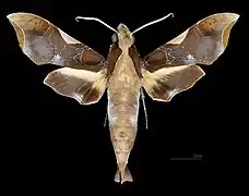 Male dorsal