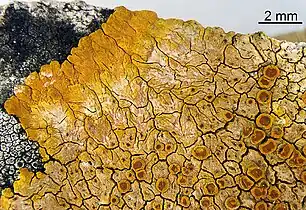 crustose, placodioid: Variospora aurantia