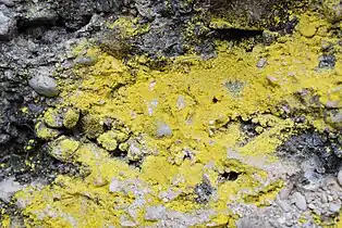 crustose, leprose: Leproplaca chrysodeta