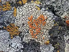 Caloplaca maculata