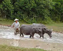 Image 16Water buffalos in the paddy fields (from Agriculture in Cambodia)