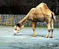 :A&nbsp;Dromedary camel