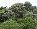 The Cape Camphor tree (Tarchonanthus camphoratus) naturally occurs in Strandveld.