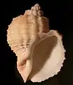 Cancellaria (Habesolatia) nodulifera
