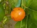 Ripe fruit