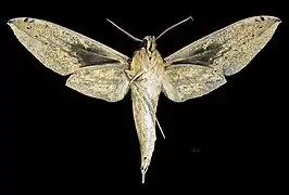 Male ventral view